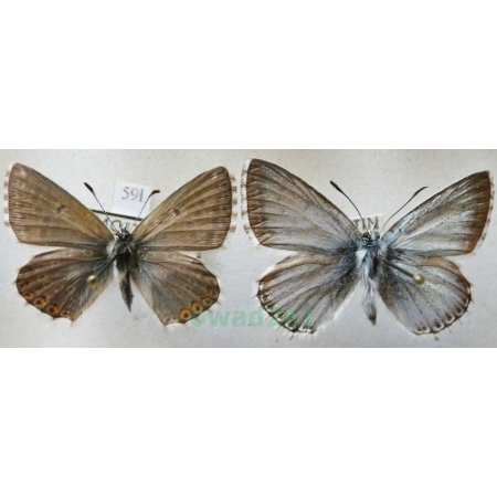 Polyommatus coridon (Poda, 1761) pair Modraszek korydon Czech59l